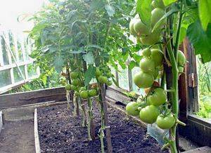 Можно ли сажать в одной теплице огурцы и помидоры: как выращивать и садить из поликарбоната, температура