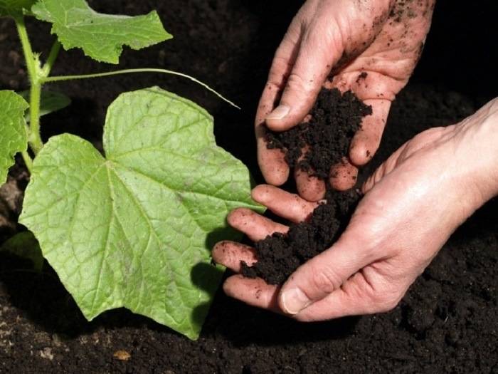 Удобрения для огурцов в теплице из поликарбоната: подготовка грунта (почвы) и чем подкормить овощ весной?