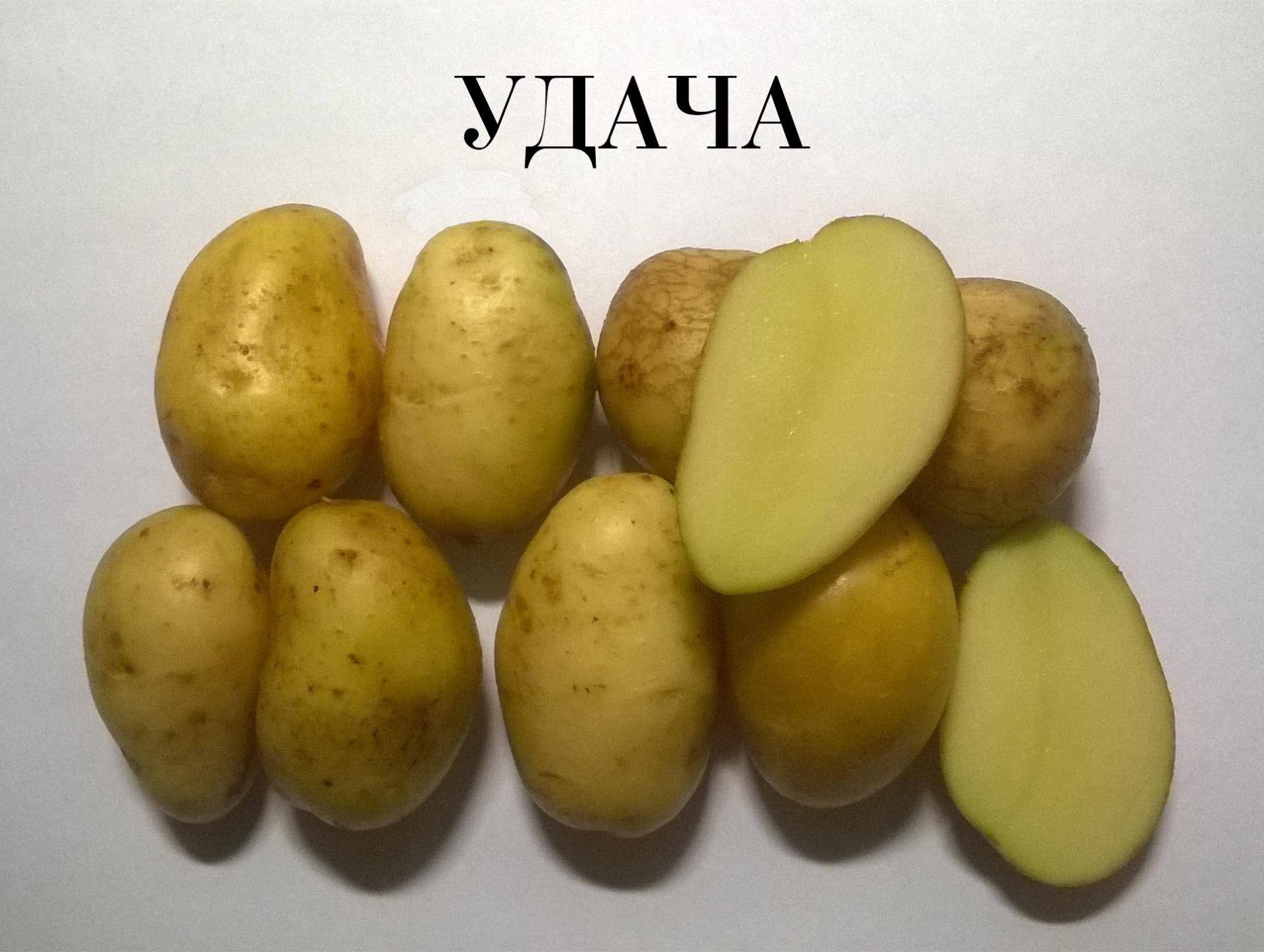 Картофель "минерва": описание сорта, фото, характеристики картошки и тактика выращивания