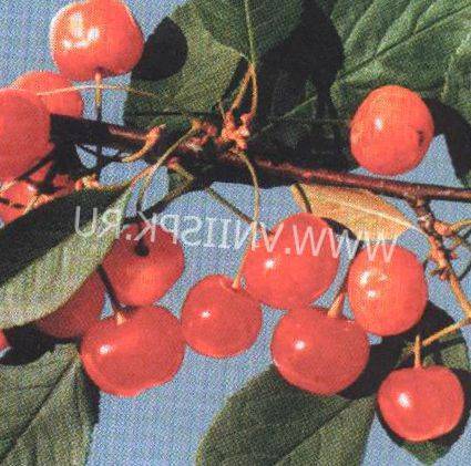 Сорта вишни: названия, описание и характеристики