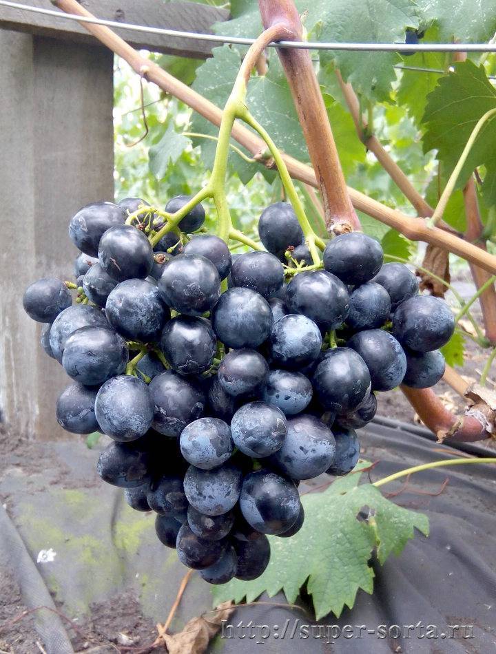 Виноград сфинкс – 8 особенностей и советы по посадке и выращиванию