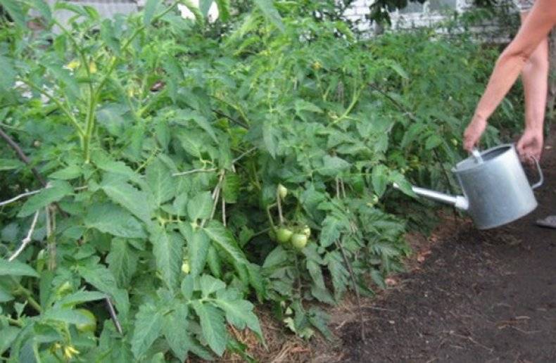 Какие удобрения можно вносить при посадке помидоров?