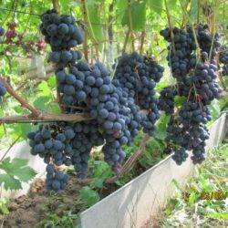 Описание винограда «дружба», как универсального сорта.
