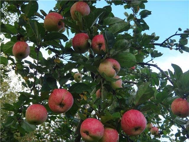 Сорт яблок штрифель – как вырастить и сохранить?