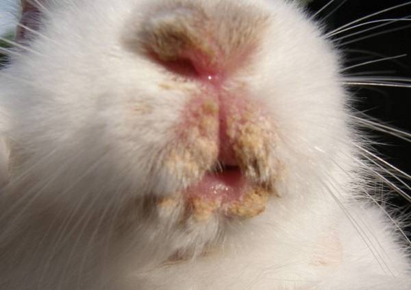 О болезнях глаз у кролика: почему гноятся и слезятся, что делать, чем их лечить
