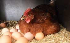 5 способов, как отучить курицу высиживать яйца