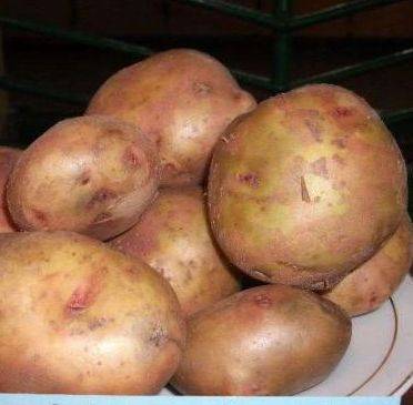 Свитанок киевский: описание сорта картофеля, характеристики, агротехника