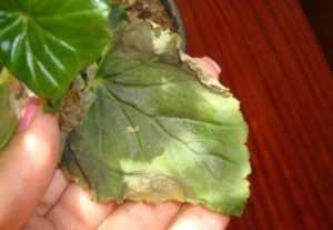 Болезни бегонии и их лечение: болезни листьев, вредители, чем обрабатывать растение