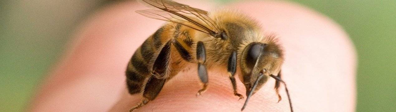 Рабочие пчелы: функции, инстинкты, продолжительность жизни