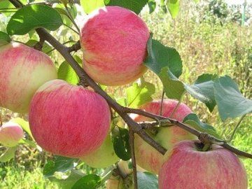 Слаборослая и иммунная к парше яблоня поспех