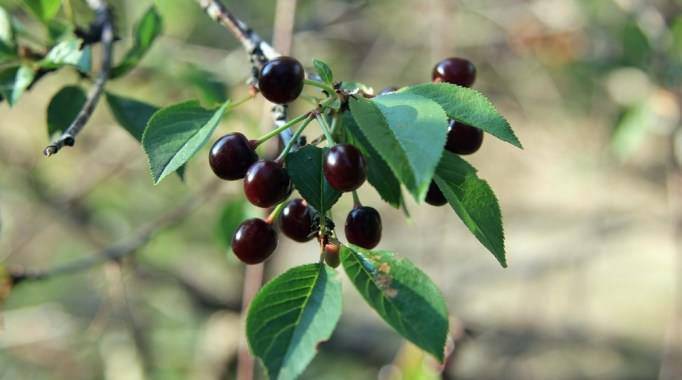 Гибриды вишни: советы по выращиванию и скрещиванию