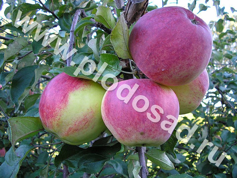 Характеристики сортов яблок с названиями и фото