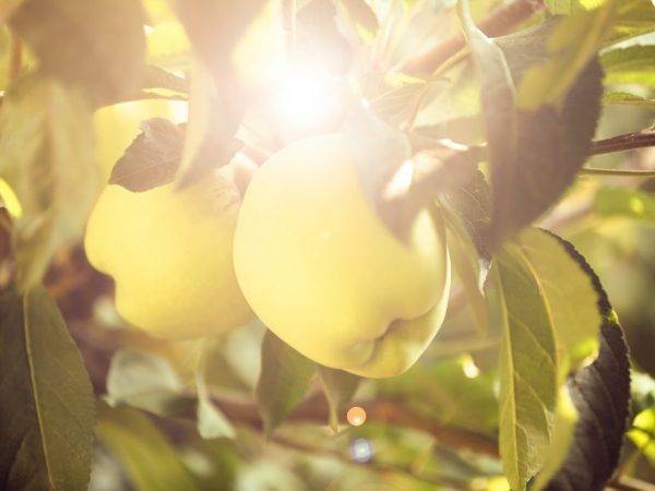 Как посадить яблоню и ухаживать за ней, чтобы она плодоносила много лет: советы и рекомендации (фото & видео) +отзывы