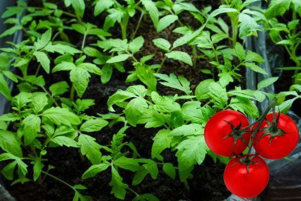 Как вырастить рассаду томатов в домашних условиях. об этом не знают огородники