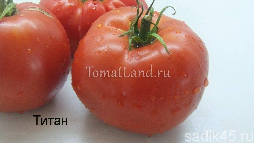 Томат адъютант: отзывы, фото, урожайность, описание и характеристика | tomatland.ru