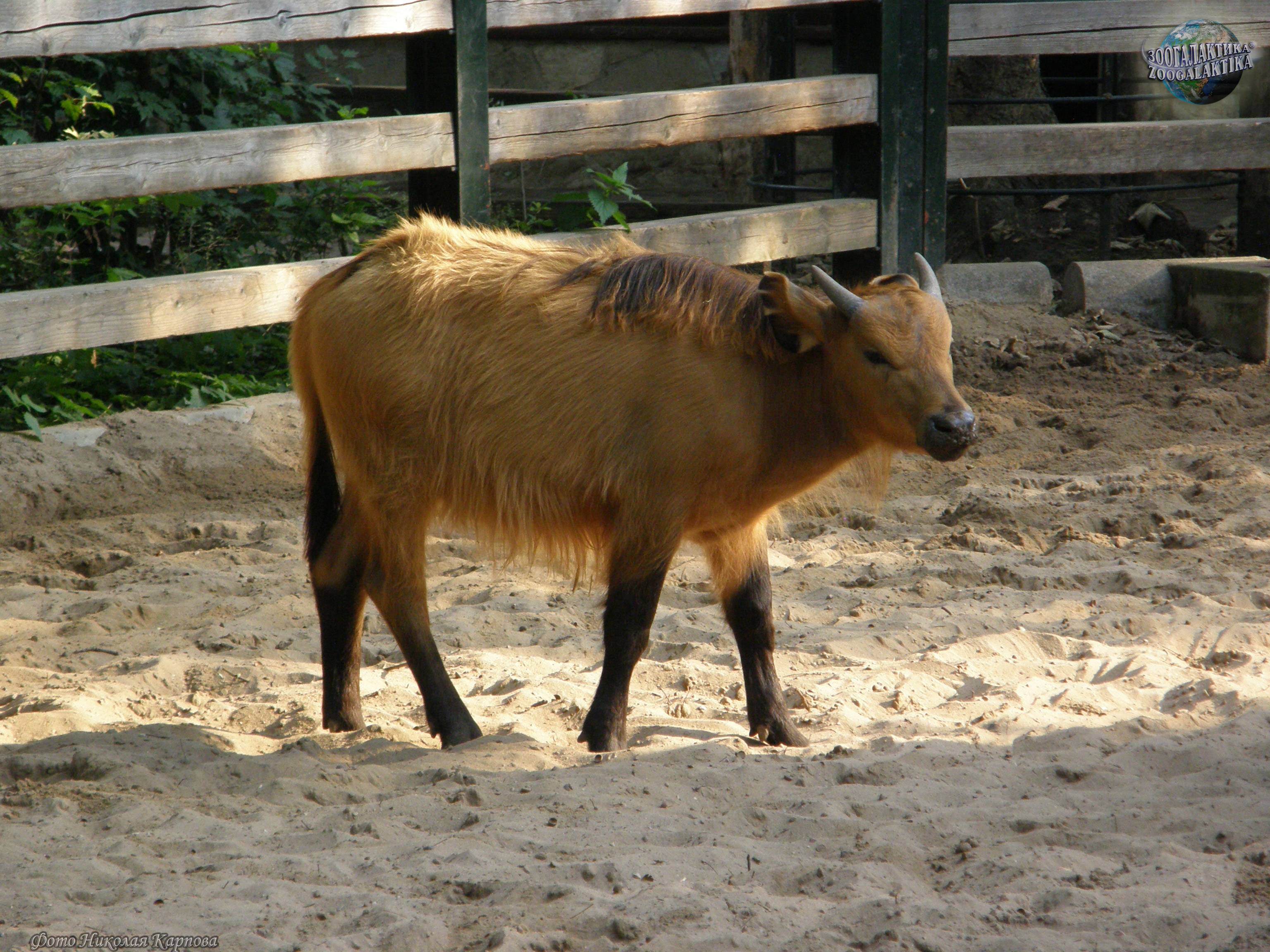 Карликовый буйвол — описание самых миниатюрных представителей этого вида