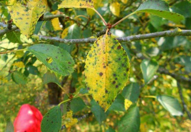 Монилиоз: почему сохнет вишня