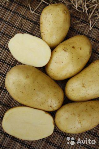 Какие лучшие сорта семенного картофеля для лучшего урожая, как выбрать