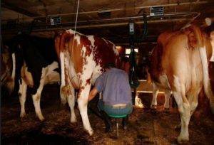 У коровы пропало молоко: причины, что делать?
