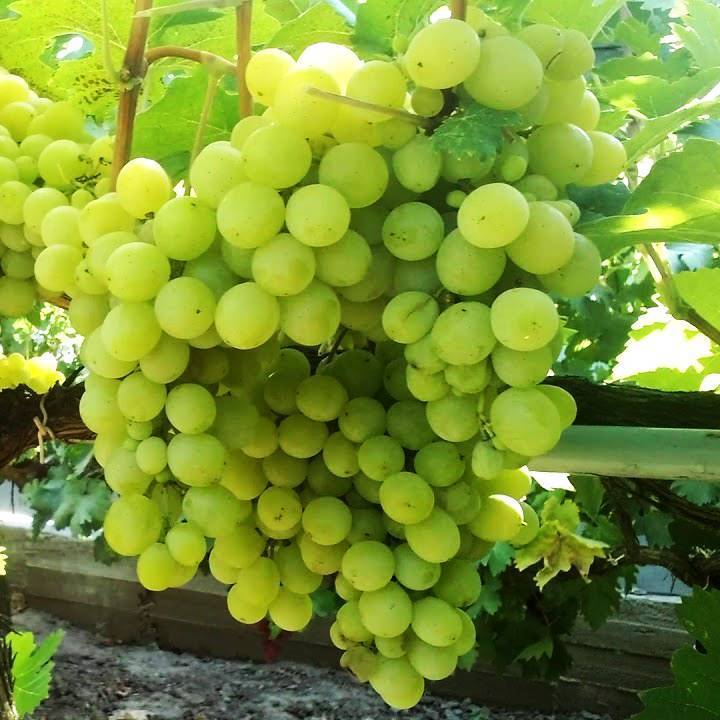 Виноград галбена ноу характеристика и описание сорта посадка