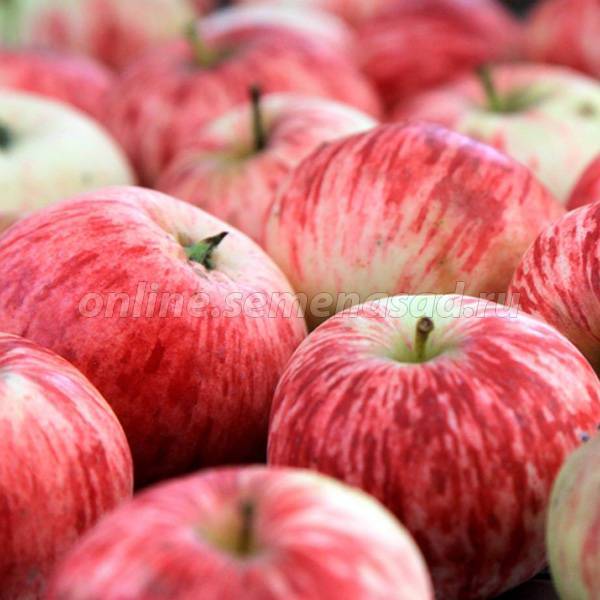 Урожайная яблоня летнее полосатое: описание, фото