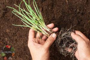 Как правильно вырастить на огороде вкусный лук-батун?