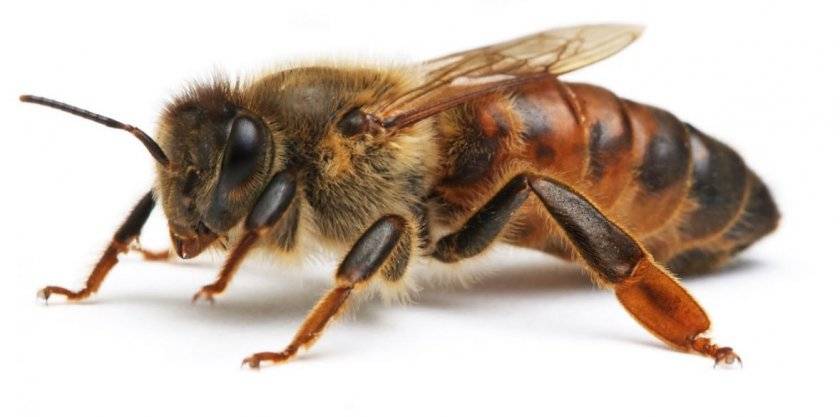 Пчёлы карника: характеристики породы и особенности пчеломаток