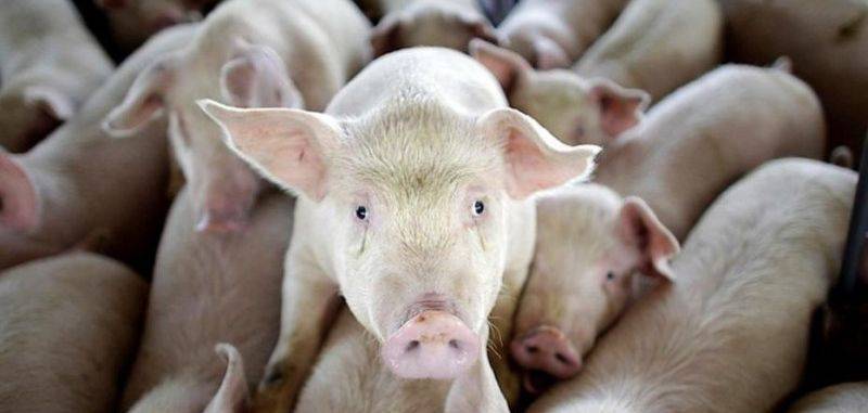 Болезни свиней: симптомы и лечение, фото. проявления на коже
