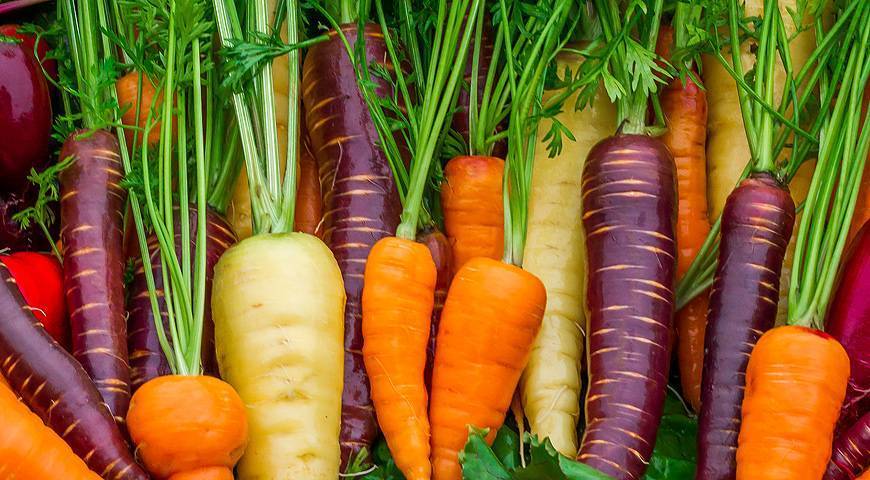 Когда сажать морковь в подмосковье, в ленинградской области, в средней полосе, какой последний срок, сеют ли в открытый грунт под зиму, а также отличия в выращивании