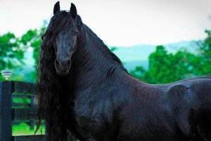 Самая дорогая лошадь в мире: характеристики влияющие на цену