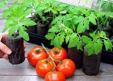 Как ускорить рост рассады помидор