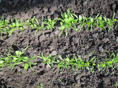 Все о времени высадки салата в открытом грунте весной: какие сорта высаживать