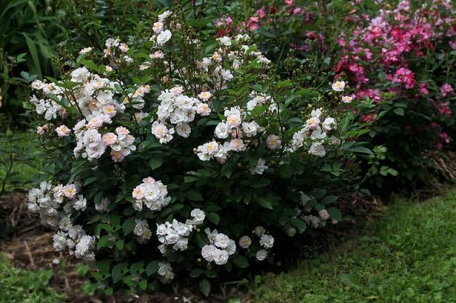 Украшение вашего сада — китайская роза крылья ангела
