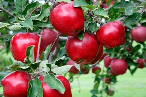 Устойчивая к парше летняя яблоня жилинское