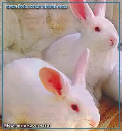 Кролик породы паннон: характеристика породы, особенности разновидностей, правила разведения