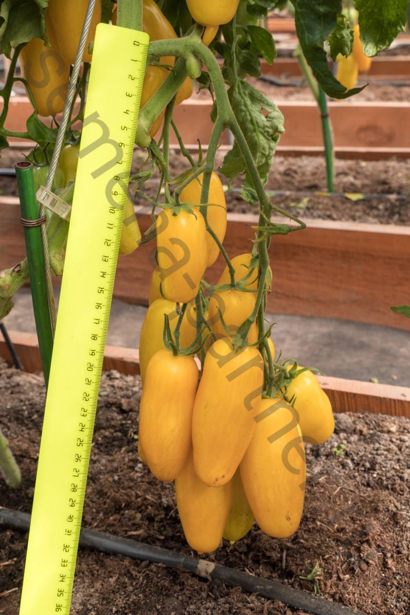 Томат банановые ноги: описание, отзывы и фото желтых помидоров