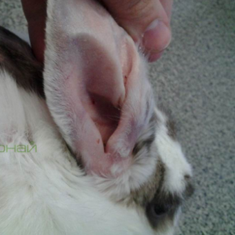 Ушные клещи у кролика — лечение в домашних условиях: народные средства и спрей