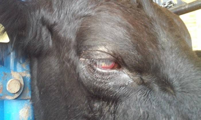 Что делать если у коровы болят глаза
