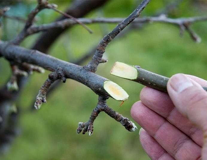 Подробности о том, как вырастить яблоню из семечка в домашних условиях