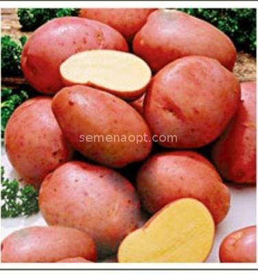 Топ-7 сортов картофеля, устойчивых к парше