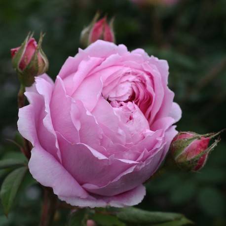 О розе алан титчмарш (alan titchmarsh): характеристики сорта розы остина