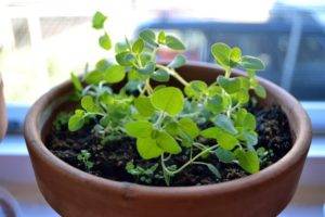 Растение майоран: выращивание из семян, фото, посадка и уход в открытом грунте