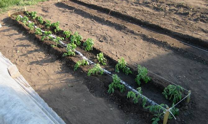 Когда сажать помидоры на рассаду 2020 году, чтобы вырастить богатый урожай томатов. | красивый дом и сад