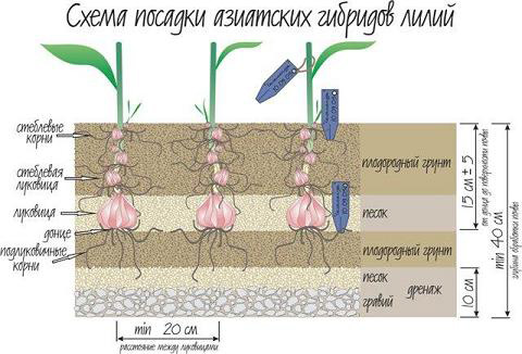 Способы размножения садовых лилий: бульбочками, семенами, чешуйками, луковицами и черенками