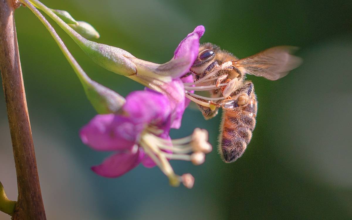 Пчелы карника — миролюбивые труженицы