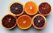 Сорта апельсина