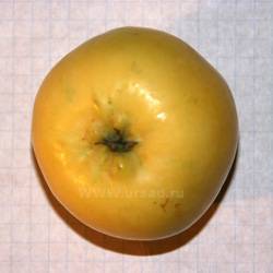 Сорт яблонь янтарь: описание и общая информация о дереве и плодах, фото и особенности выращивания