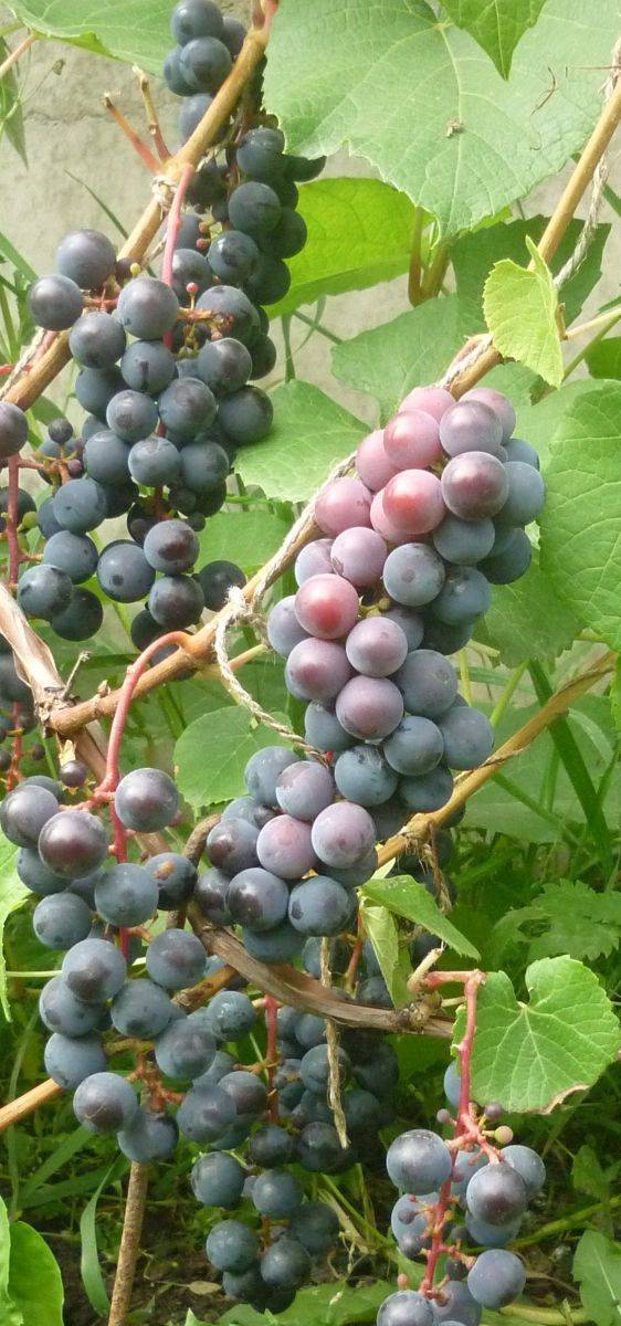 Что делать если не вызрела лоза винограда