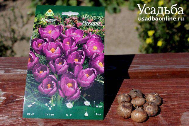Цветы крокусы: посадка и уход в открытом грунте, фото, выращивание, когда выкапывать