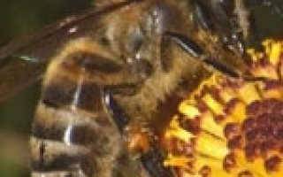 Диагностика нозематоза пчел